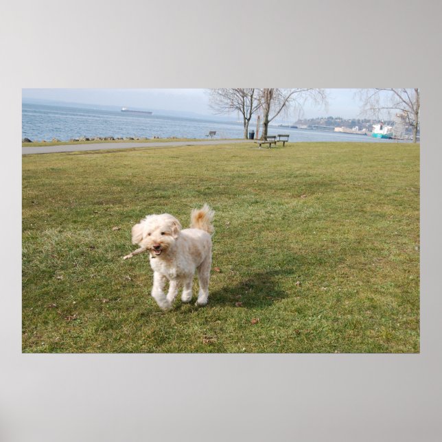 Affiche chaz1 (Devant)