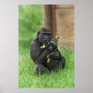 Affiche Cheeky Gorilla Lope