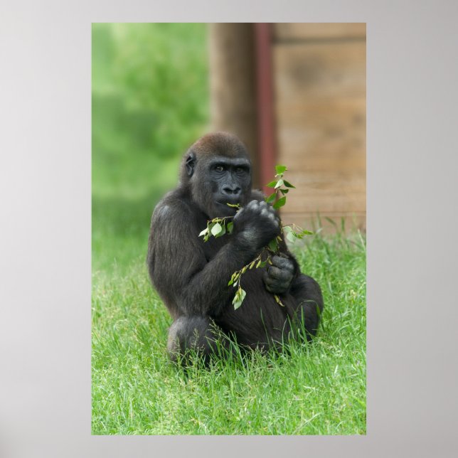 Affiche Cheeky Gorilla Lope (Devant)