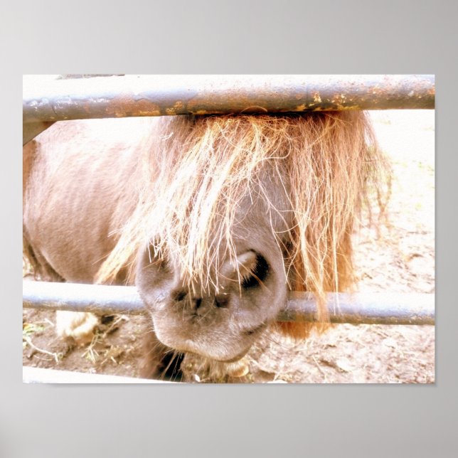 Affiche Cheeky Pony (Devant)