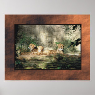 Affiche Cheeta