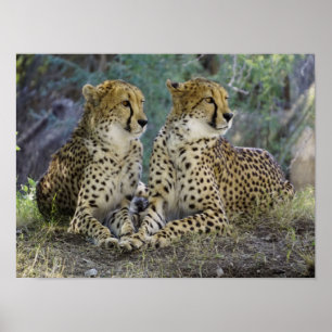 Affiche Cheetah