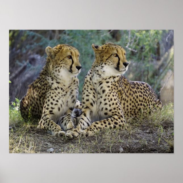 Affiche Cheetah (Devant)