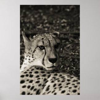 Affiche Cheetah