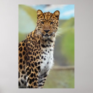 Affiche Cheetah