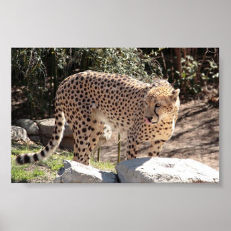 Affiche Cheetah3
