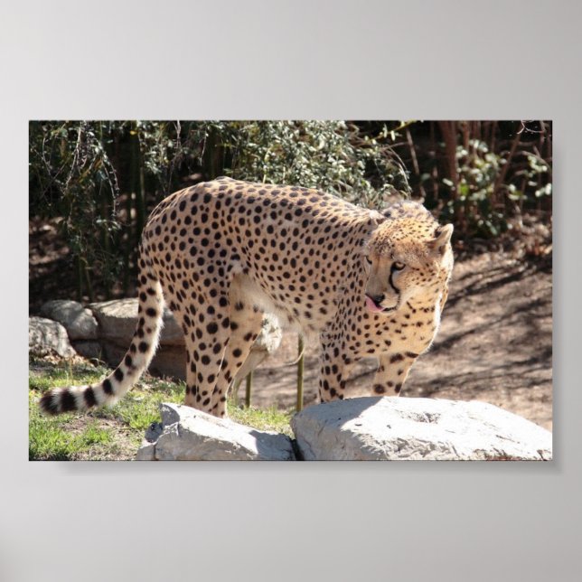 Affiche Cheetah3 (Devant)