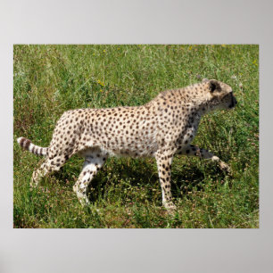 Affiche Cheetah africain marchant sur l'herbe
