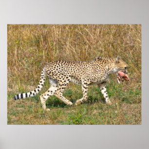 Affiche Cheetah africain marchant sur l'herbe