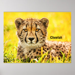 Affiche Cheetah, animal de la famille des chats