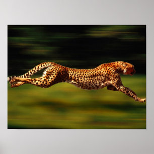 Affiche Cheetah chasse sa proie