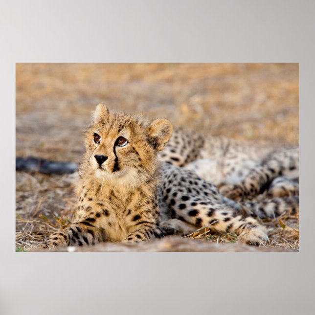 Affiche Cheetah Cub (Devant)