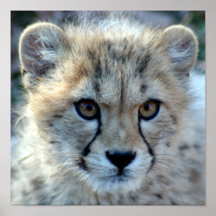 Affiche cheetah-cub10x10