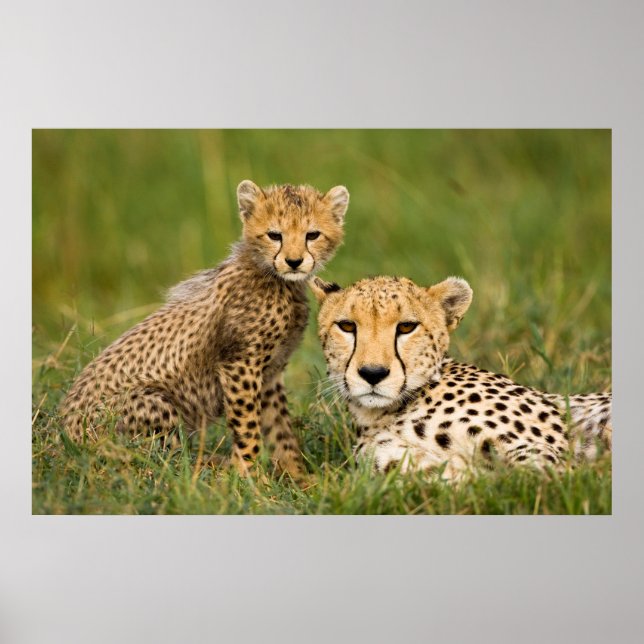 Affiche Cheetah Cub and Parent (Devant)