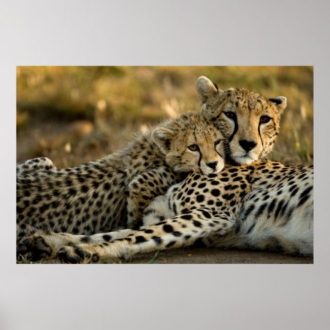Affiche Cheetah Cub Snuggling (Devant)