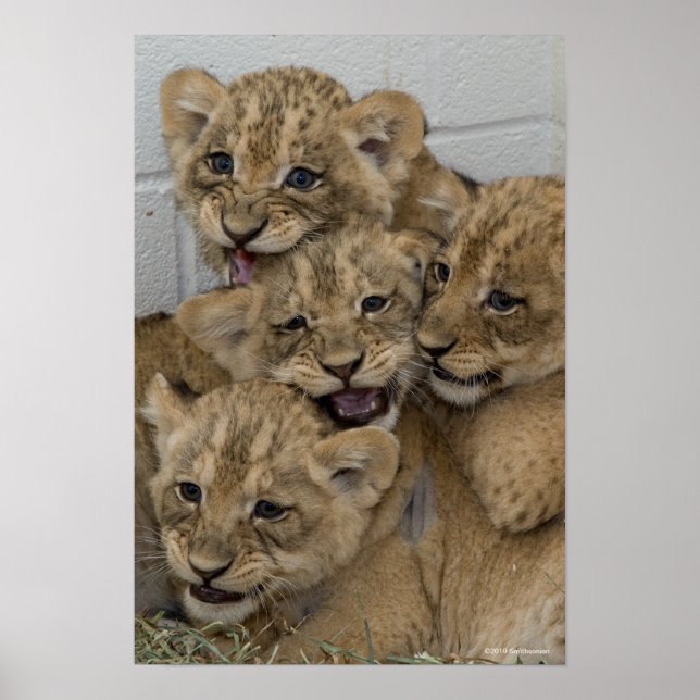 Affiche Cheetah Cubs Jouer (Devant)