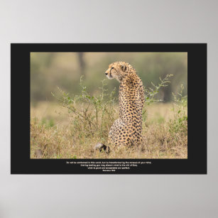 Affiche Cheetah Dans Une Contemplation Tranquille Personna