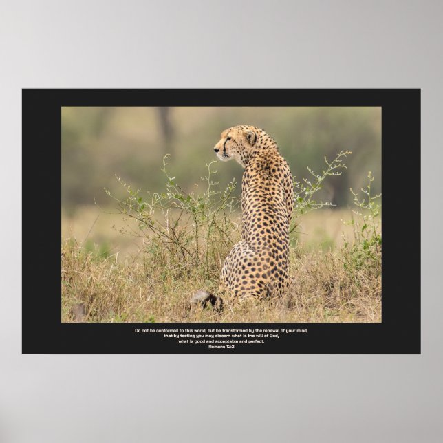 Affiche Cheetah Dans Une Contemplation Tranquille Personna (Devant)