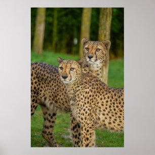 Affiche Cheetah Duo