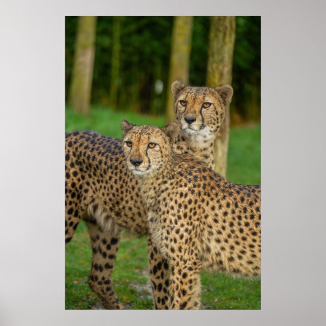 Affiche Cheetah Duo (Devant)