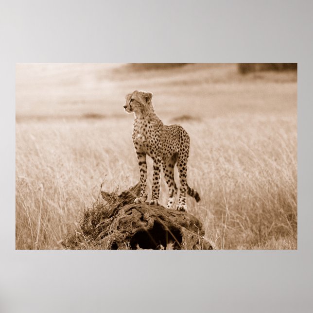 Affiche Cheetah Kenya Afrique (Devant)