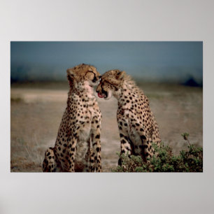 Affiche Cheetah Love