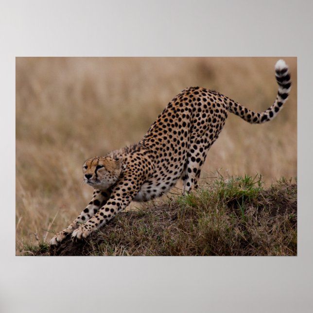 Affiche Cheetah Stretch (Devant)
