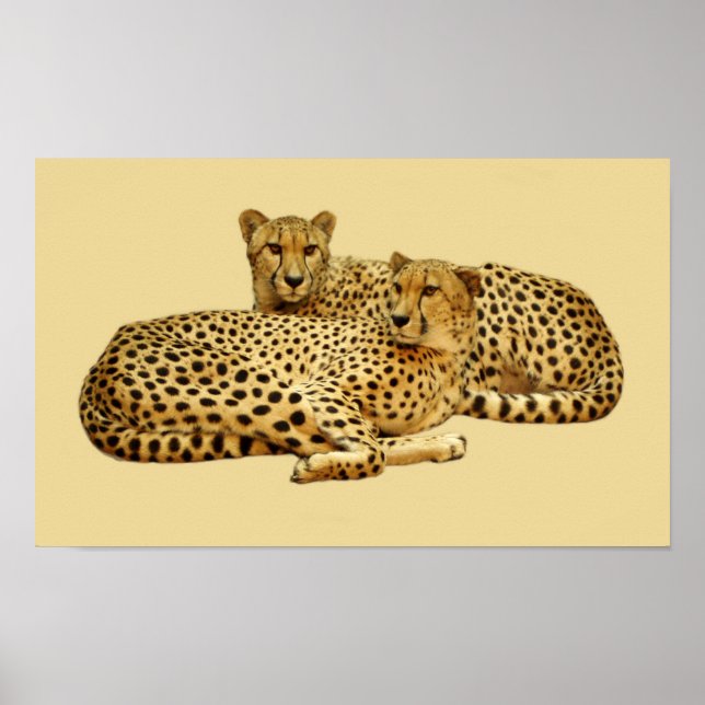 Affiche Cheetahs (Devant)