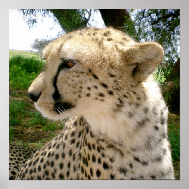 Affiche Cheetahs de chats sauvages de la Jungle africaine (Devant)