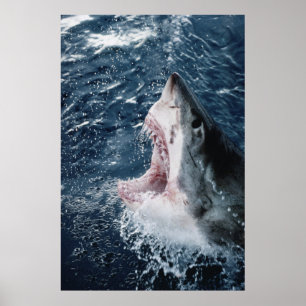 Affiche Chef du grand requin blanc