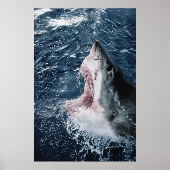 Affiche Chef du grand requin blanc (Devant)