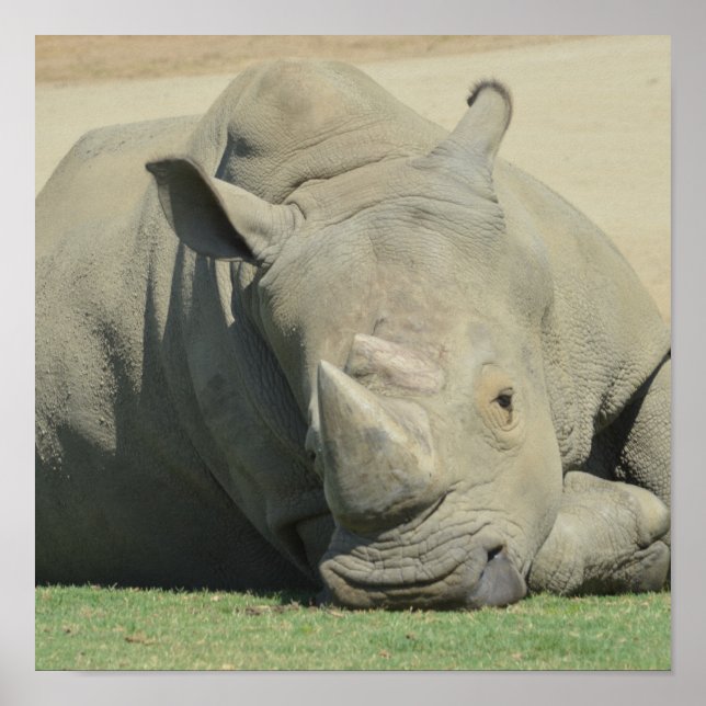 Affiche Chef du troupeau (Devant)