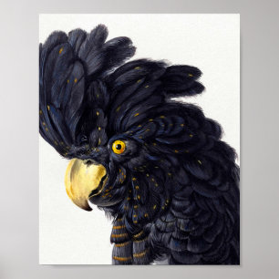 Affiche Chef d'un Cockatoo par Aert Schouman