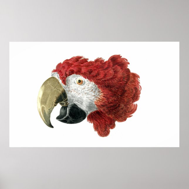 Affiche Chef d'une Macaw (1725-1792) Aert Schouman (Devant)