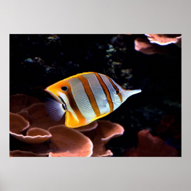 Affiche Chelmon rostratus (Devant)