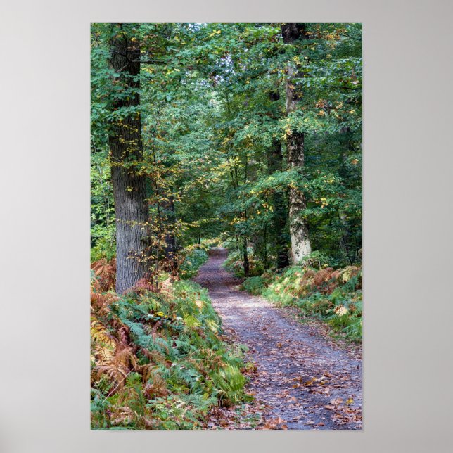 Affiche Chemin dans la forêt automnale, forêt de Saint Ger (Devant)
