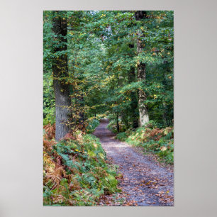 Affiche Chemin dans la forêt automnale, Forêt Saint Germai