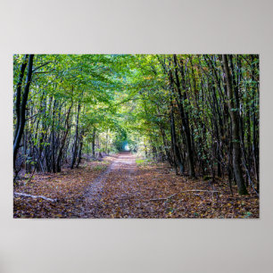 Affiche Chemin dans la forêt automnale, Forêt Saint Germai