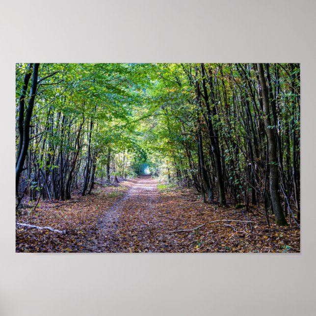 Affiche Chemin dans la forêt automnale, Forêt Saint Germai (Devant)