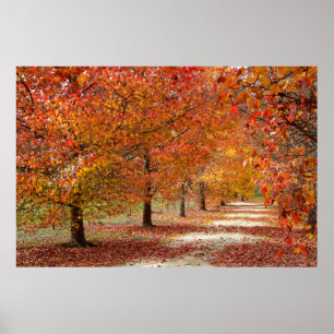Affiche Chemin d'automne