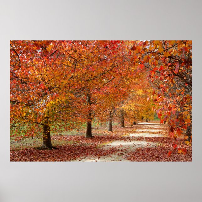 Affiche Chemin d'automne (Devant)