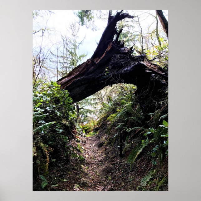 Affiche Chemin de la boucle de la forêt côtière, Cape Disn (Devant)