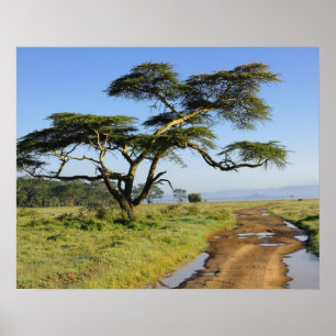 Affiche Chemin de terre et acacia, lac Nakuru