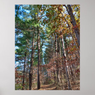 Affiche Chemin forestier