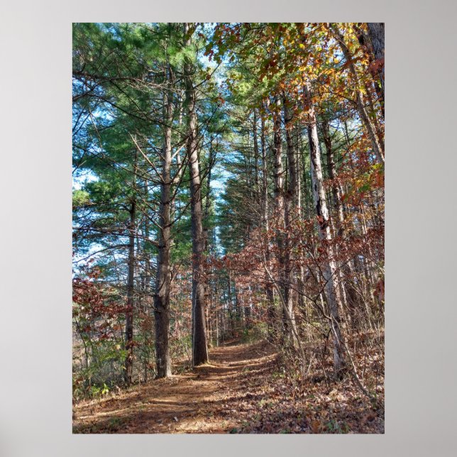 Affiche Chemin forestier (Devant)