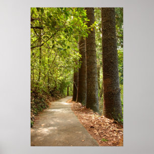 Affiche Chemin forestier mystérieux