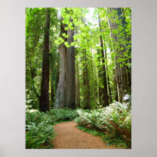 Affiche Chemin Redwood