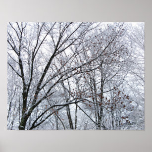 Affiche Chêne couvert de neige