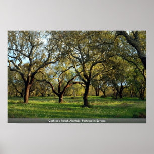 Affiche Chêne de liège, Alentejo, Portugal en Europe