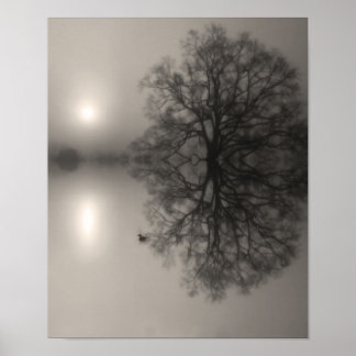 Affiche Chêne d'eau dans le matin Photo de brouillard Impr